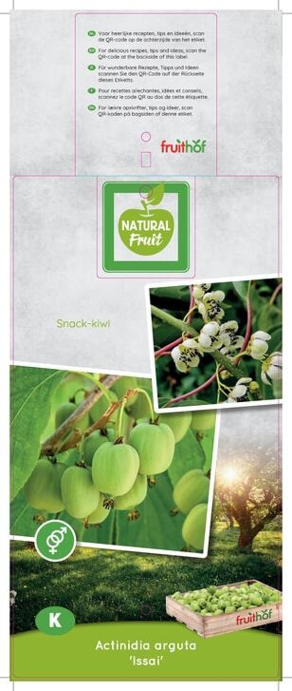 Actinidia a. 'Issai' - C5 125-150 CM Stick